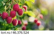 Raspberry. Big ripe raspberries cluster on a blurred green background. Red sweet berries growing on raspberry bush in fruit garden in nature. Many crimson fresh raspberries. Abundance. Summer Harvest. Стоковое AI-видео, аниматор Марина Демидюк / Фотобанк Лори