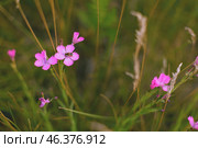 Пчела на полевом цветке. Гвоздика травянка. Стоковое фото, фотограф Калагина Светлана / Фотобанк Лори