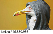 Seagull with a elegant gray hoody on a solid studio yellow color background. Copy space for text. Cute cool gull dressed fashion clothes, hood at head. Humor, summer. Funny animal creative concept. Стоковое AI-видео, аниматор Марина Демидюк / Фотобанк Лори