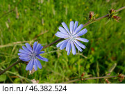 Blooming chicory in the meadow, medicinal wildflower. Chicory root replaces coffee. Стоковое фото, фотограф Андрей Бакусов / Фотобанк Лори