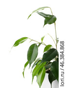 Ficus benjamina in pot on white background, closeup. Стоковое фото, фотограф Pixel_shot / Фотобанк Лори