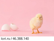 Cute hatched chick on color background. Стоковое фото, фотограф Pixel_shot / Фотобанк Лори