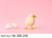 Cute hatched chick on color background. Стоковое фото, фотограф Pixel_shot / Фотобанк Лори