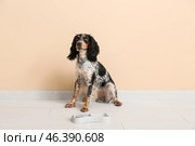 Cute cocker spaniel with feeding bowl near beige wall. Стоковое фото, фотограф Pixel_shot / Фотобанк Лори
