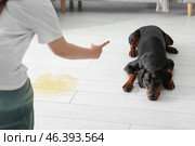 Owner scolding her Dobermann dog for wet spot on floor at home. Стоковое фото, фотограф Pixel_shot / Фотобанк Лори