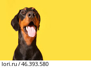 Cute Dobermann dog on yellow background, closeup. Стоковое фото, фотограф Pixel_shot / Фотобанк Лори