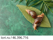 Giant Achatina snails, plate and tropical leaves on color background. Стоковое фото, фотограф Pixel_shot / Фотобанк Лори