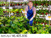 Young saleswoman arranging potted evergreen epipremnum aureum. Стоковое фото, фотограф Яков Филимонов / Фотобанк Лори