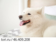 Cute Samoyed dog lying on bed. Стоковое фото, фотограф Pixel_shot / Фотобанк Лори
