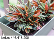 Peperomia rosso in pot on balcony, closeup. Стоковое фото, фотограф Pixel_shot / Фотобанк Лори