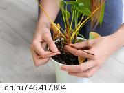 Woman with wilted houseplant at home, closeup. Стоковое фото, фотограф Pixel_shot / Фотобанк Лори