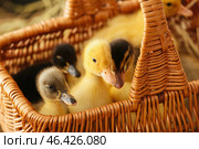 Cute ducklings in basket, closeup. Стоковое фото, фотограф Pixel_shot / Фотобанк Лори