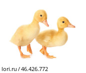 Cute ducklings on white background. Стоковое фото, фотограф Pixel_shot / Фотобанк Лори