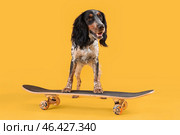 Cute cocker spaniel with skateboard on yellow background. Стоковое фото, фотограф Pixel_shot / Фотобанк Лори
