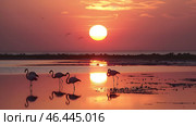 Flamingos wade in calm water during a serene sunset, vibrant orange sky reflecting on the water, showcasing peaceful nature. Стоковое AI-изображение, AI-художник Александра Рублева / Фотобанк Лори