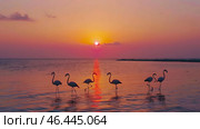 Flamingos wade in calm water during a serene sunset, vibrant orange sky reflecting on the water, showcasing peaceful nature. Стоковое AI-изображение, AI-художник Александра Рублева / Фотобанк Лори