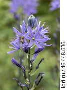 Camassia leichtlinii Caerulea flower in a garden. Стоковое фото, фотограф Ольга Сейфутдинова / Фотобанк Лори