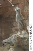 Woman feeding meerkats or suricate. Стоковое видео, видеограф Михаил Коханчиков / Фотобанк Лори