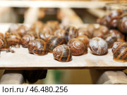 Много улиток на ферме. Стоковое фото, фотограф Pixel_shot / Фотобанк Лори