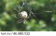 Паук угловатый крестовик Araneus angulatus на паутине. Стоковое видео, видеограф Александр Мамонтов / Фотобанк Лори