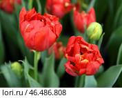 Tulipa Viking with double, bowl-shaped, bright scarlet red flowers, produced in mid-spring. Стоковое фото, фотограф Валерия Попова / Фотобанк Лори