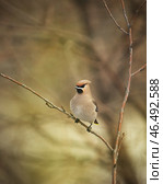 Portrait of one bohemian waxwing bird that breeds in the northern coniferous forests with buff-grey plumage, black face markings and a pointed crest sitting on branch of tree or bush twig. Стоковое фото, фотограф Елена Кабенкина / Фотобанк Лори