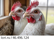 Two white hens with red combs and bright orange eyes. They are inside a chicken coop next to a window that lets in natural light. Straw can be seen around them, adding to the warm, homey feel. The hens look well-groomed, with clean feathers and healthy combs, indicating that they are well-kept. Стоковое AI-изображение, AI-художник Анна Кривицкая / Фотобанк Лори