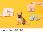 Милый французский бульдог и женские руки с подарками на желтом фоне. Международный женский день. Стоковое фото, фотограф Pixel_shot / Фотобанк Лори