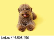 Милый пудель, лежащий на жёлтом фоне. Стоковое фото, фотограф Pixel_shot / Фотобанк Лори