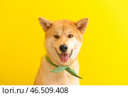 Симпатичная акита-ину на цветном фоне. Стоковое фото, фотограф Pixel_shot / Фотобанк Лори