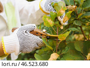 Садовница в перчатках с секатором подрезает кусты на улице, крупный план. Стоковое фото, фотограф Pixel_shot / Фотобанк Лори