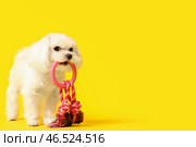 Милая болонка с игрушкой-веревкой на желтом фоне. Стоковое фото, фотограф Pixel_shot / Фотобанк Лори