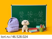 Зеленая школьная доска с формулами, милый мальтийский пес и различные школьные принадлежности на желтом фоне. Стоковое фото, фотограф Pixel_shot / Фотобанк Лори