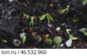 Camera move up on Organic mustard microgreens. Young fresh green shoots of useful fiber and nutrients crops. Hydroponics, growing on a windowsill. Farm-grown dietary superfood, 2025, 4K. Стоковое видео, видеограф Елизавета Малкова / Фотобанк Лори