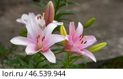A lily bush with delicate pink flowers and buds. Close-up. Macrophotography. Стоковое фото, фотограф Роман Дзюбало / Фотобанк Лори
