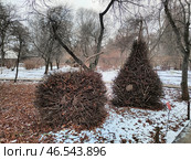 Декоративные кусты в зимнем парке. Стоковое фото, фотограф Мария Сергеева / Фотобанк Лори