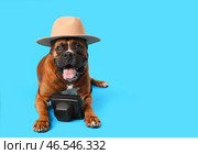 Собака-боксер в шляпе и чехле для фотоаппарата лежит на синем фоне. Стоковое фото, фотограф Pixel_shot / Фотобанк Лори