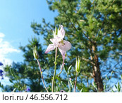 Аквилегия, или Водосбор, или Орлики (лат. Aquilegia) — род травянистых многолетних растений семейства Лютиковые (Ranunculaceae). Стоковое фото, фотограф Сергей Елизарьев / Фотобанк Лори
