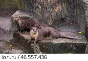 Otters at zoo. Стоковое фото, фотограф Александр Подшивалов / Фотобанк Лори