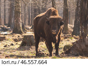 Взрослый зубр в заповеднике. Приокско-Террасный заповедник. Стоковое фото, фотограф Мария Паина / Фотобанк Лори