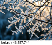 Заледенелые ветки дерева. Стоковое AI-изображение, AI-художник Руслан Лесков / Фотобанк Лори