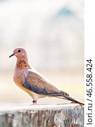 Laughing dove drink water from fountain. Стоковое фото, фотограф Екатерина Якименко / Фотобанк Лори