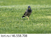 Funny common myna walks on a green lawn. Стоковое фото, фотограф Екатерина Якименко / Фотобанк Лори