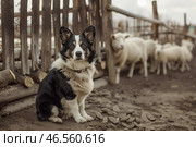 Преданный пастуший пёс охраняет стадо овец на деревенской ферме. Стоковое AI-изображение, AI-художник Anna Leeva / Фотобанк Лори