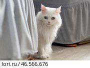 Домашняя белая разноглазая кошка с разными глазами. Стоковое фото, фотограф Маргарита Романова / Фотобанк Лори