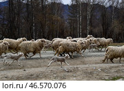 Овцы и ягнята на дороге. Стоковое фото, фотограф Юрий Смитюк / ТАСС / Фотобанк Лори
