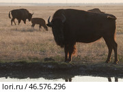 Бизоны, пасущиеся у реки на закате. Стоковое фото, фотограф Алексей Коновалов / ТАСС / Фотобанк Лори