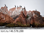 Владивосток. Большие бакланы на скалах острова Верховского. Стоковое фото, фотограф Юрий Смитюк / ТАСС / Фотобанк Лори
