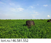 Рулоны из соломы на поле в солнечный день. Стоковое фото, фотограф Ирина Климкович / Фотобанк Лори
