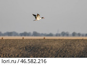 Пеганка, летящая над полем. Стоковое фото, фотограф Алексей Коновалов / ТАСС / Фотобанк Лори